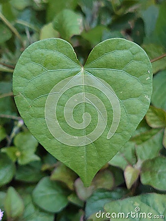 perfect heart-shaped leaves of a wild plant Stock Photo