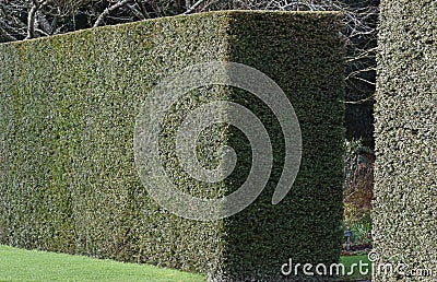 A perfect country garden hedge Editorial Stock Photo