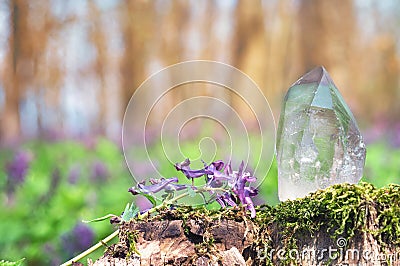 Perfect large shining crystal of transparent quartz in sunlight on spring nature. Gem on moss stump background close-up Stock Photo