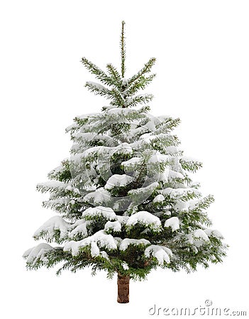 Perfect little Christmas tree in snow Stock Photo