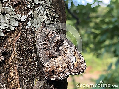 Perfect mimicry of a daily butterfly on the bark of a tree in the Ucka Nature Park, Croatia - SavrÅ¡ena mimikrija dnevnog leptira Stock Photo