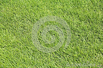 Perfect mown grass Stock Photo