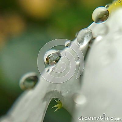 Tiny multiple little round raindrops on a with leaf Stock Photo