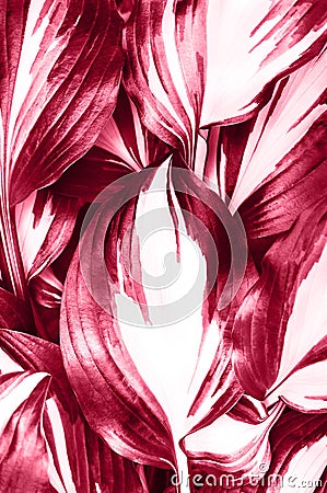 Perfect natural fresh hosta leaves pattern background. Toned image in trendy magenta color of year 2023. Stock Photo