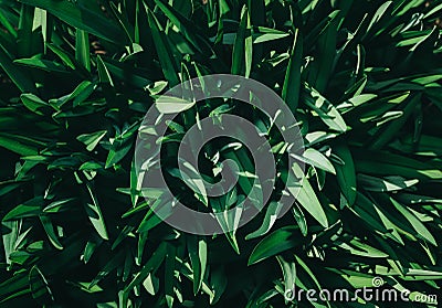 Perfect natural young grass pattern background. Dark and moody feel. Top view. Stock Photo