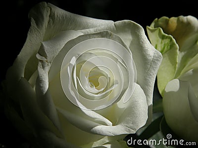The Perfect Petals of a White Rose Stock Photo