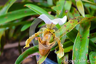 perfect plant of almighty god Stock Photo