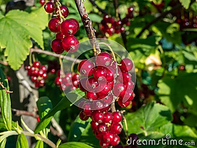 Perfect red ripe redcurrants (ribes rubrum) on the branch between green leaves with blurry background. Taste of summer Stock Photo