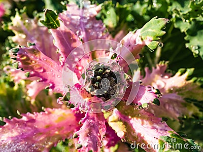 Perfect round water drops on Brassica Ornamental Cabbage Flowering Kale leaves on a sunny day Stock Photo