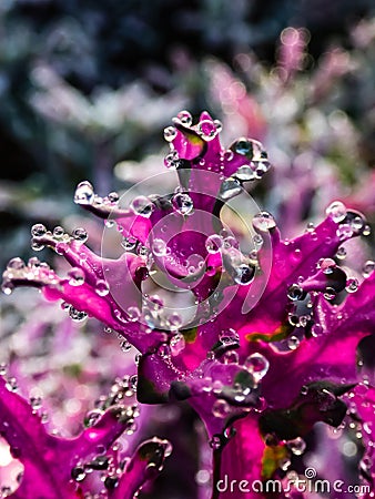 Perfect round water drops on Brassica Ornamental Cabbage Flowering Kale Plant leaves Stock Photo
