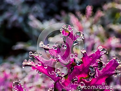 Perfect round water drops on Brassica Ornamental Cabbage Flowering Kale Plant leaves Stock Photo