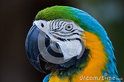 Guacamayo Stock Photo