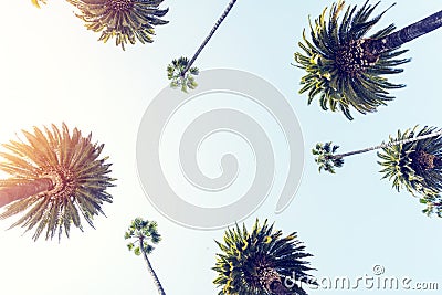A perfect summer day and tall palms Stock Photo