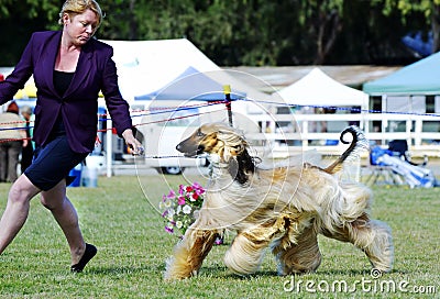 Perfect teamwork handler and Afghan Hound in dog show ring Editorial Stock Photo