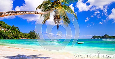 Perfect tropical scenery, palm tree over turquoise sea Stock Photo