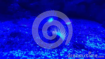 Perfect underwater shot with bluelight of some coralls Stock Photo