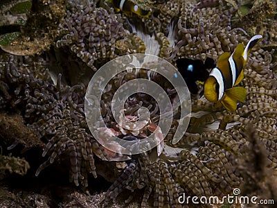 Perfect underwater symbiosis between clownfish, porcelain crab and anemone, Mozambique, Africa Stock Photo