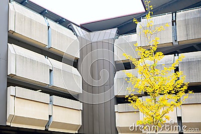 Perfect yellow tree Stock Photo