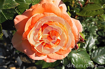 Perfectly blossomed orange rose into a garden Stock Photo