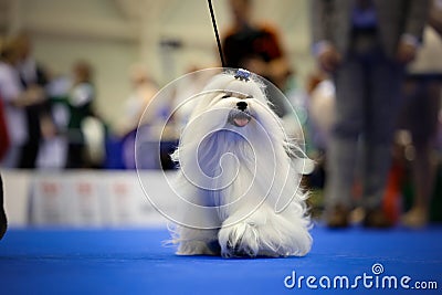 Perfectly groomed white maltese dog - toy dog. Editorial Stock Photo