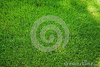 Perfectly mowed fresh garden lawn in summer. Green grass with sunspots. Stock Photo