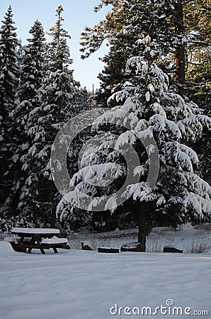 Perfectly Peaceful Picnic Spot: Snowy Christmas Scene on National Forest Land in the Cascades Stock Photo