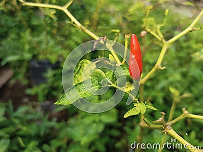 Perfectly ripe chilies are full red and not damaged Stock Photo