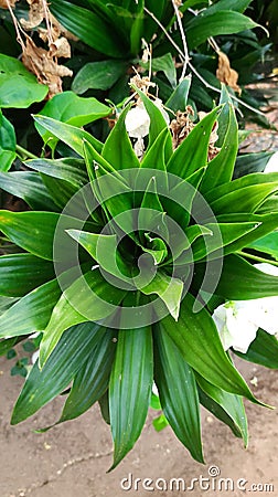Perfectly shaped Dracaena fragrans plant Stock Photo