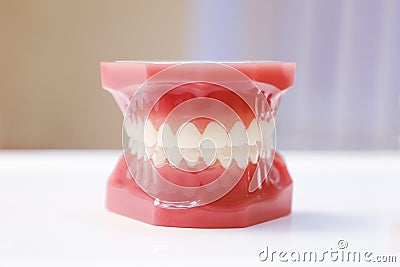 Perfectly straight teeth. Jaw model, close up. Stock Photo