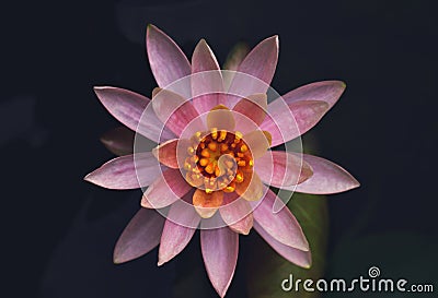 Perfectly symmetrical Pink water lily topview Stock Photo