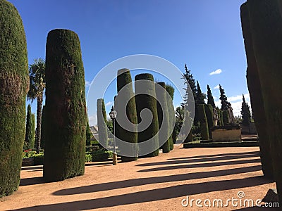 Perfectly trimmed conifer hedge in Cordoba Stock Photo