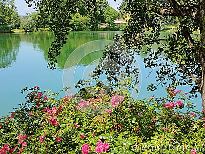 Perfekt Watch through pink Flowers Stock Photo