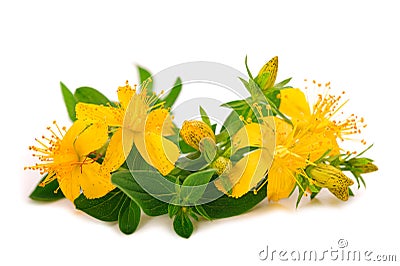 Perforate St John`s-wort flowers Stock Photo