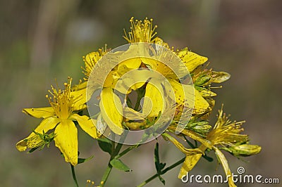 Perforate St John's-wort Stock Photo