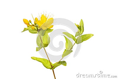 Perforate St John`s-wort Stock Photo