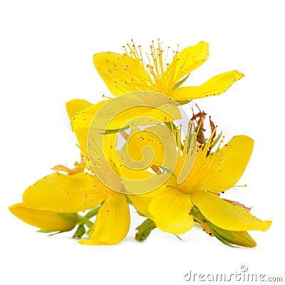 Perforate St Johns-Wort Flowers Isolated on White Background Stock Photo