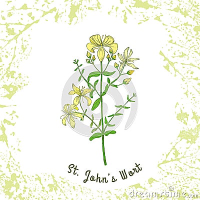 Perforate St Johns-wort on the Textured Substrate Vector Illustration