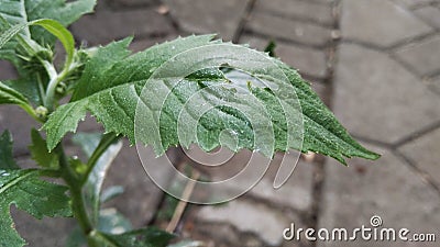 perforated leaves that are attacked by pests Stock Photo