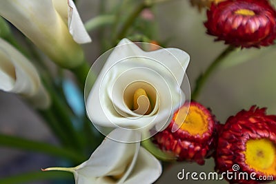 Lilium casa blanca-Fresh cut flowers Stock Photo