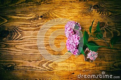 Perfumes and hydrangea wooden background Stock Photo