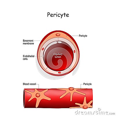 Pericyte anatomy. Structure of Blood vessel. Cross section of capillary Vector Illustration