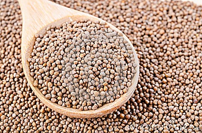 Perilla herb seeds Stock Photo