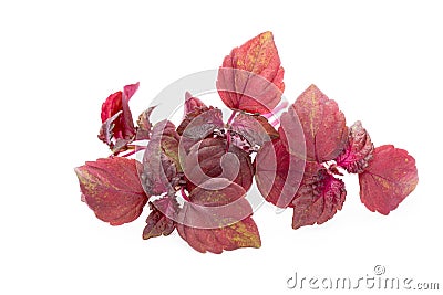 Perilla Shiso Leaf on white background. Stock Photo