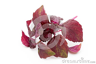 Perilla (Shiso) Leaf on white background. Stock Photo
