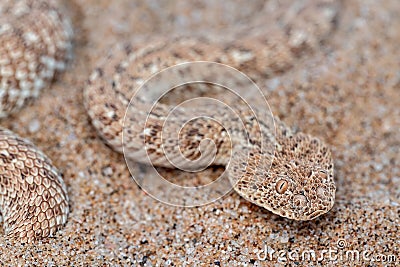 Peringuey's Adder snake perched on the sandy ground. Stock Photo