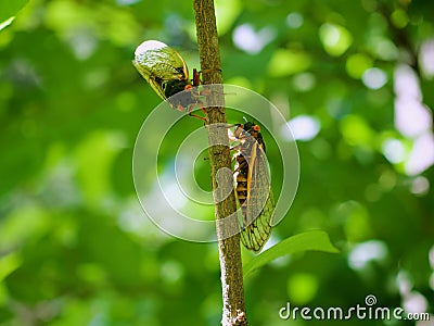 Periodical Brood X Cicadas on a Tree Branch, Close Up Stock Photo