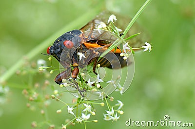 Periodical Cicada Stock Photo