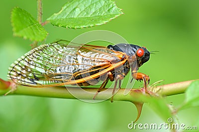 Periodical Cicada Stock Photo