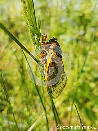 Periodical cicada insect rests on field grass in Virginia Stock Photo