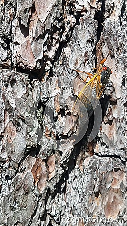 Periodical cicada insect sits on the bark of a tree in Virginia Stock Photo